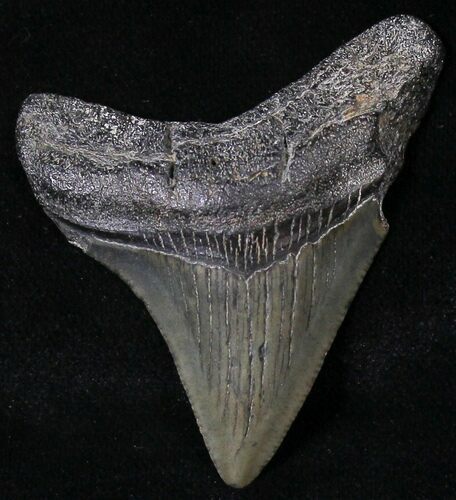 Juvenile Megalodon Tooth - South Carolina #18496